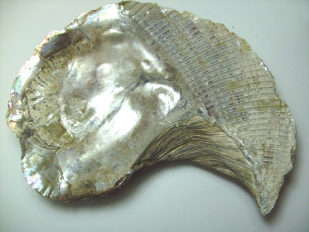 Isognomon sp. ?